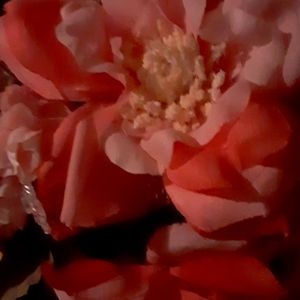 Meet your Posher, Yolanda